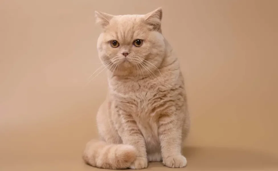 Gato British Shorthair pode nascer com a pelagem bege