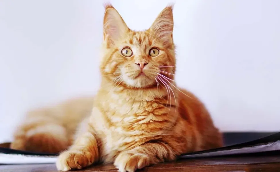 Gato amarelo: Maine Coon é uma das muitas raças que têm essa cor de pelagem