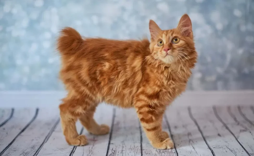 Para quem procura um gato amarelo, o Bobtail Americano é uma raça que pode surpreender