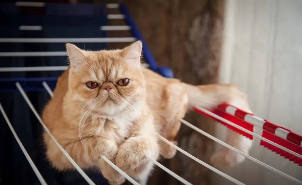 Gato laranja: Persa Exótico tem os pelos mais curtos do que o gato Persa laranja normal