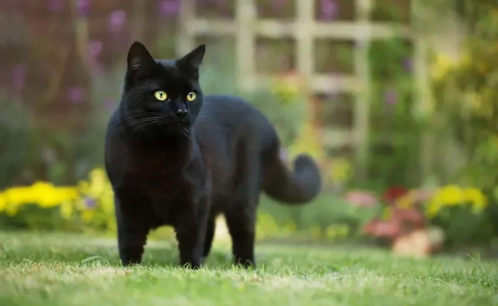 O gato preto é muito charmoso e companheiro dos humanos