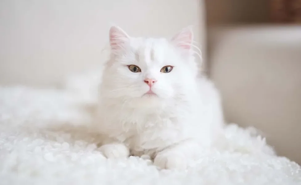 O gato branco é bem fofinho, mas tem mais propensão a surdez