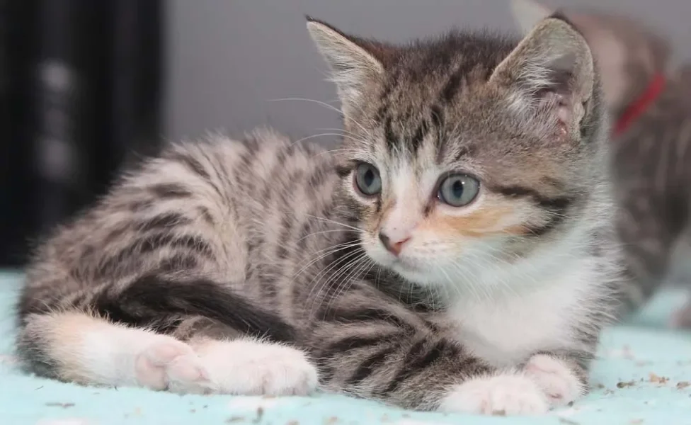 O gato rajado é brincalhão e se apega facilmente