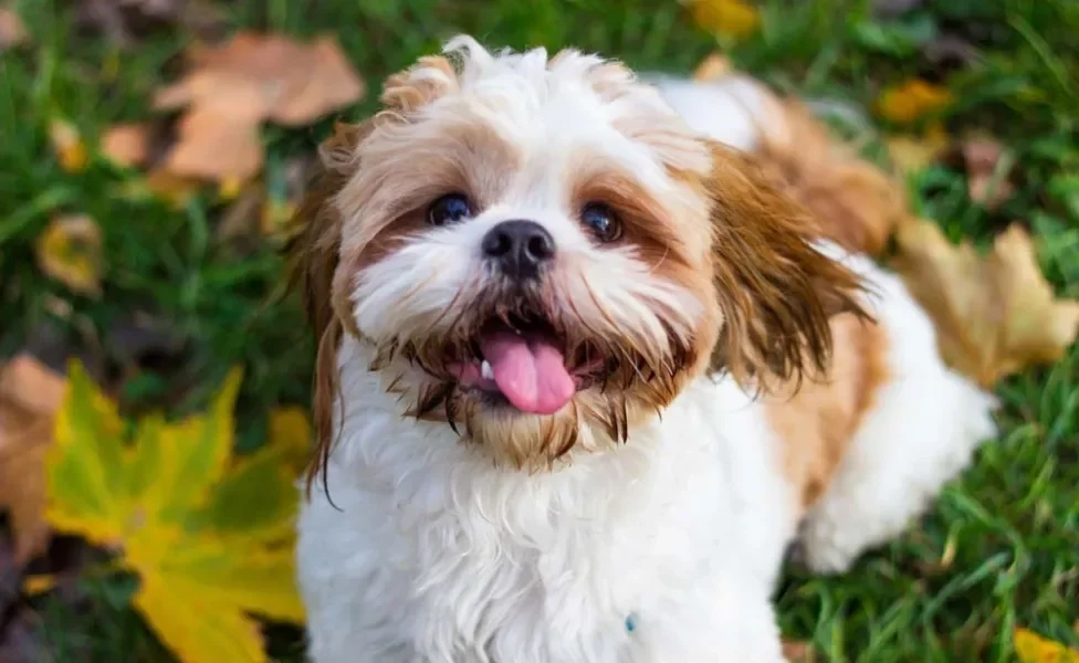 Diferente do Maltês, o Shih Tzu pode ser bicolor