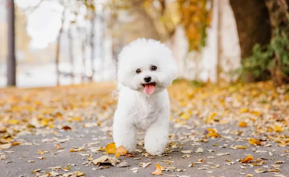 O cachorro Maltês tem pelos lisos e o Bichon Frisé é mais encaracolado