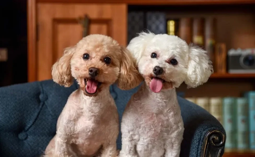 O Maltês mini tem pelos diferentes de um Poodle