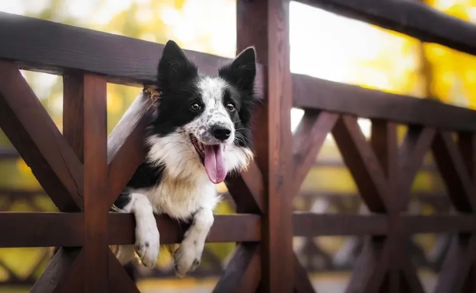 Border Collie com a cabeça passando por cerca