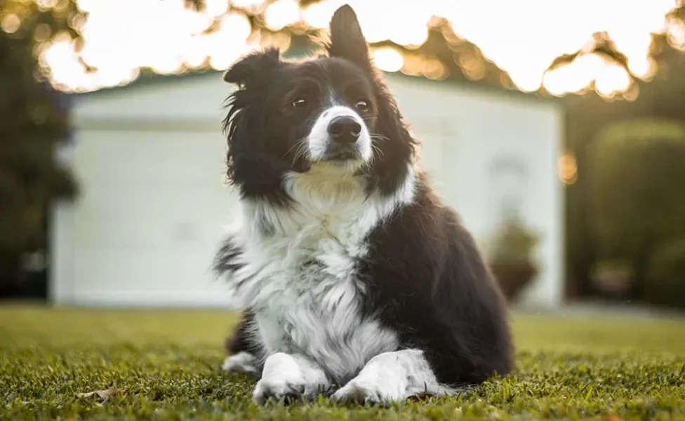 Border Collie com uma orelha levantada ao ar livre