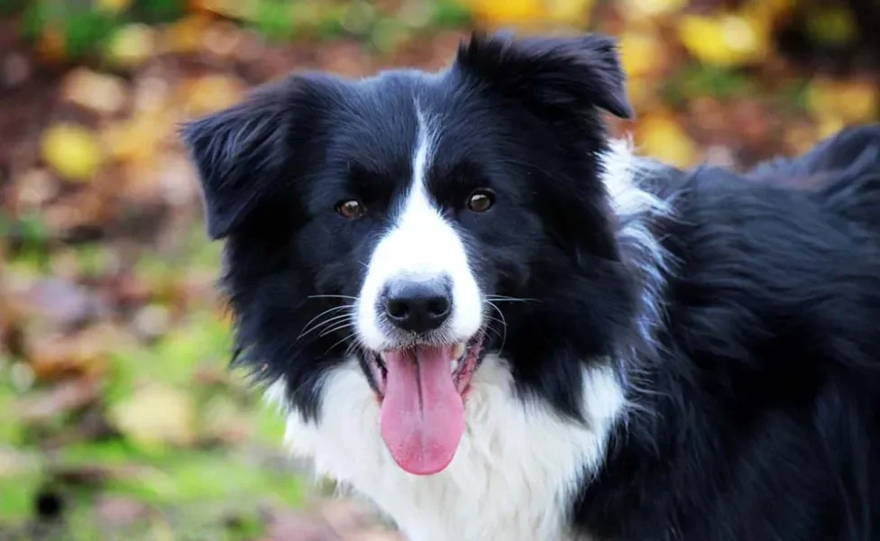 Border Collie com língua de fora