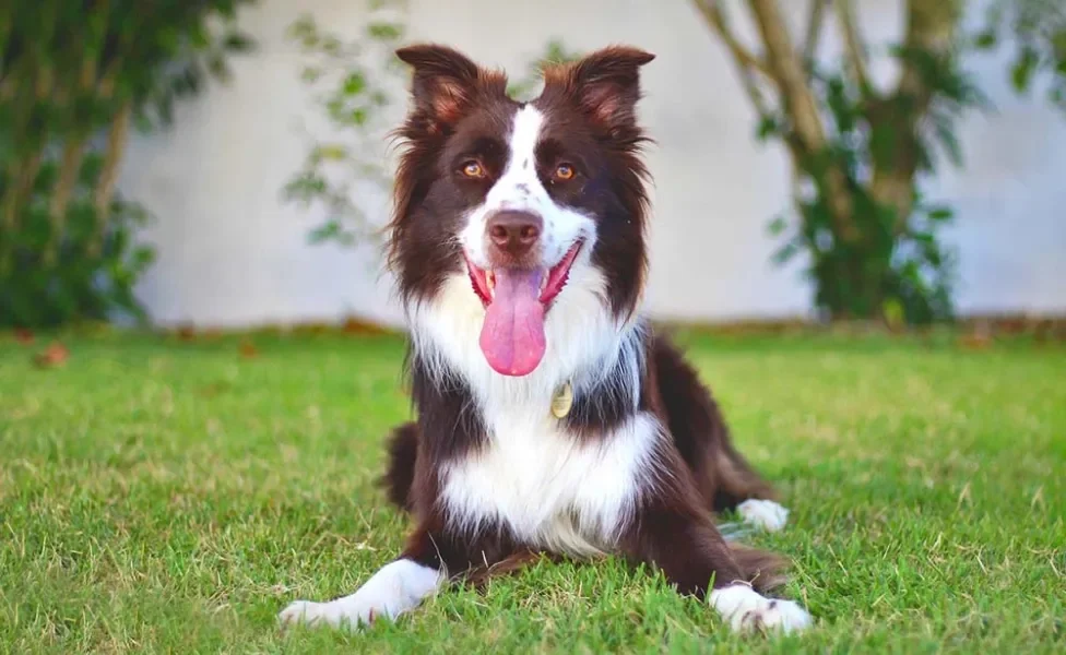 Border Collie deitado feliz com língua de fora