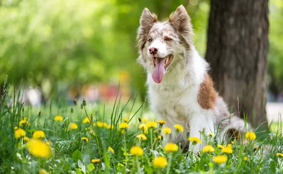 Border Collie em campo de flores