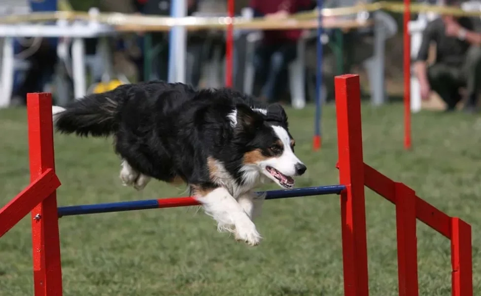 Border Collie participando de agility