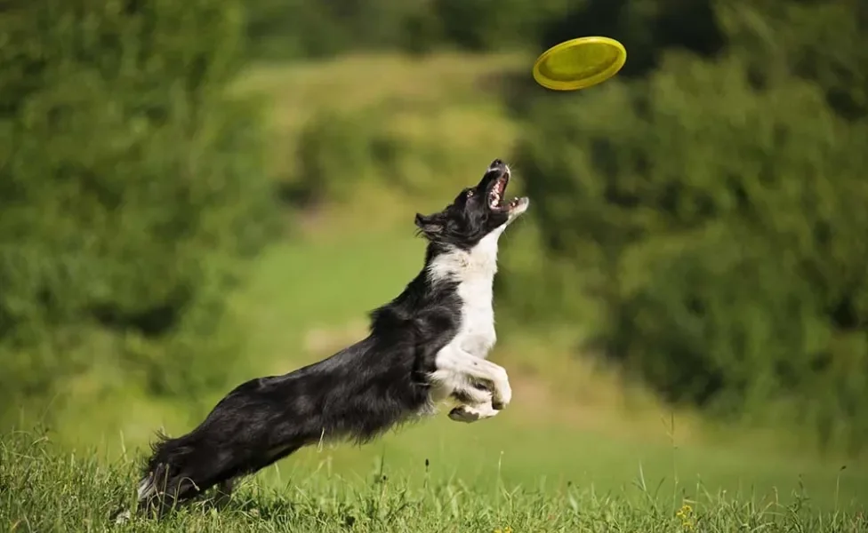 Border Collie pegando frisbee no ar