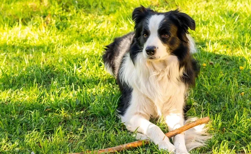 Border Collie deitado na grama