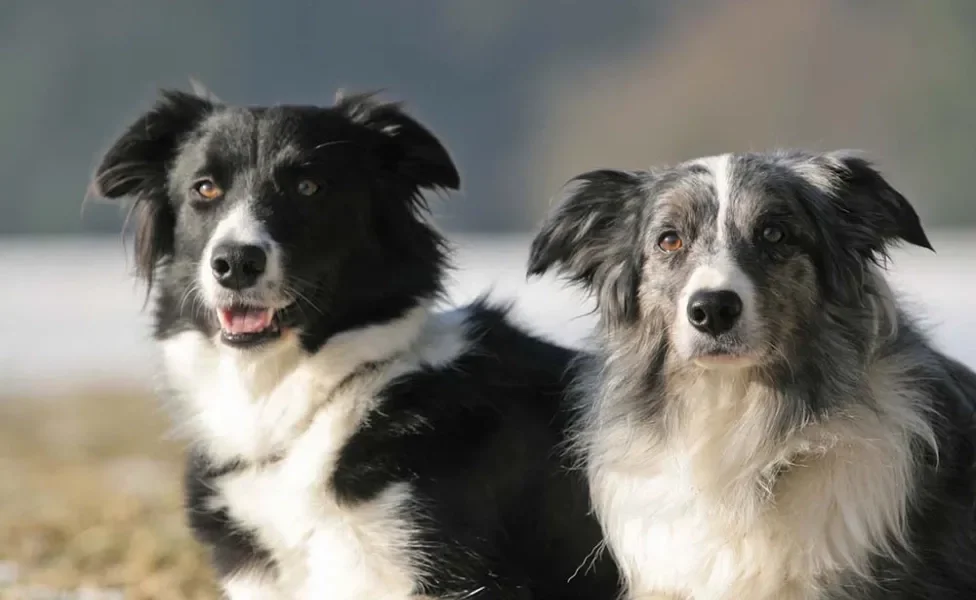 Dois cachorros Border Collie 