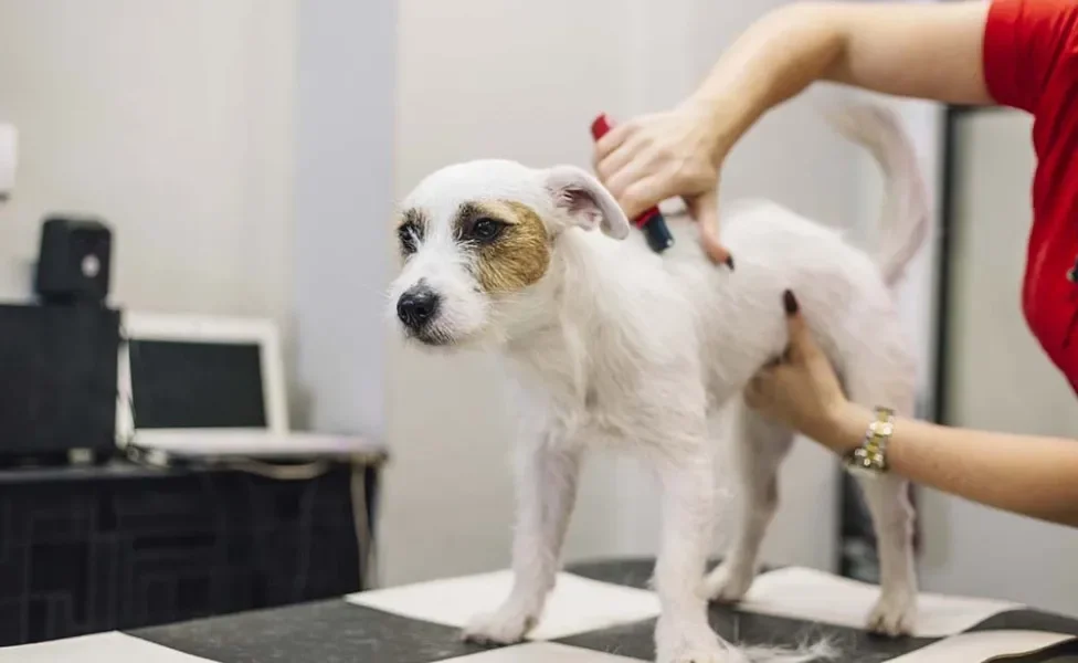 Border Collie de pelo curto