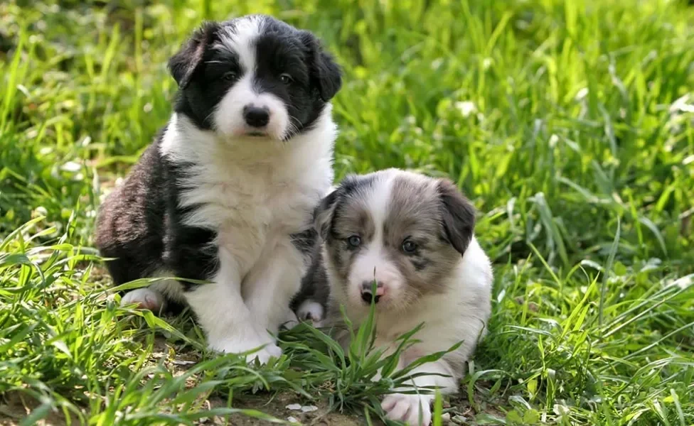 Filhotes de Border Collie juntos