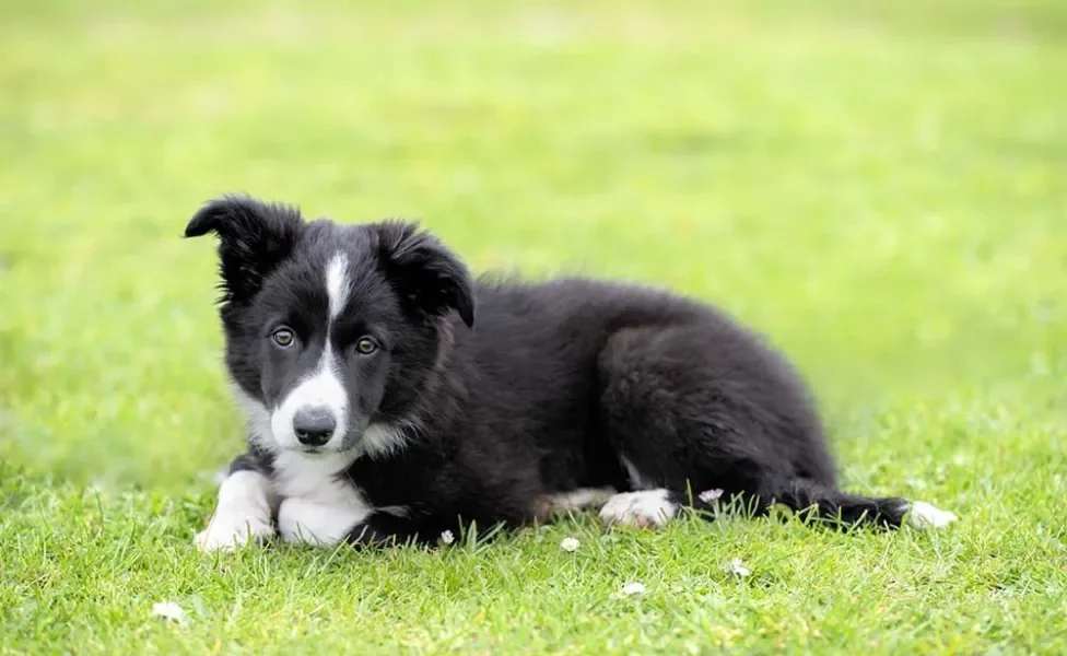 Border Collie filhote deitado na grama