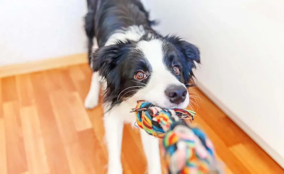 Border Collie brincando de cabo de guerra