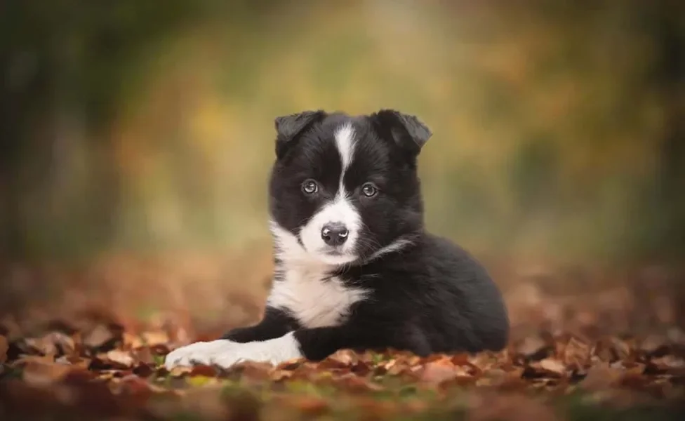 Border Collie deitado em cima de folhas secas