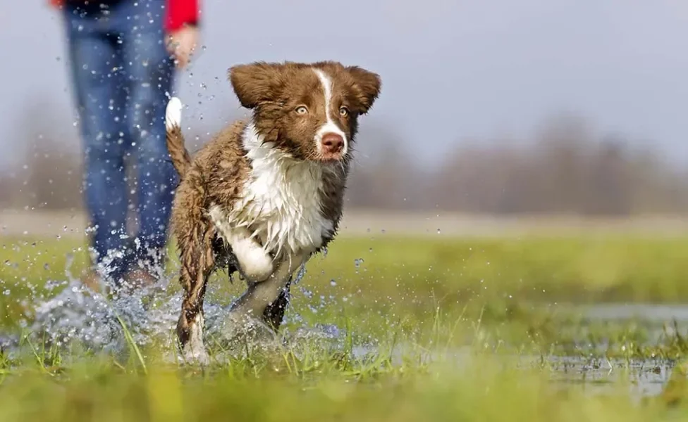 Border Collie filhote correndo