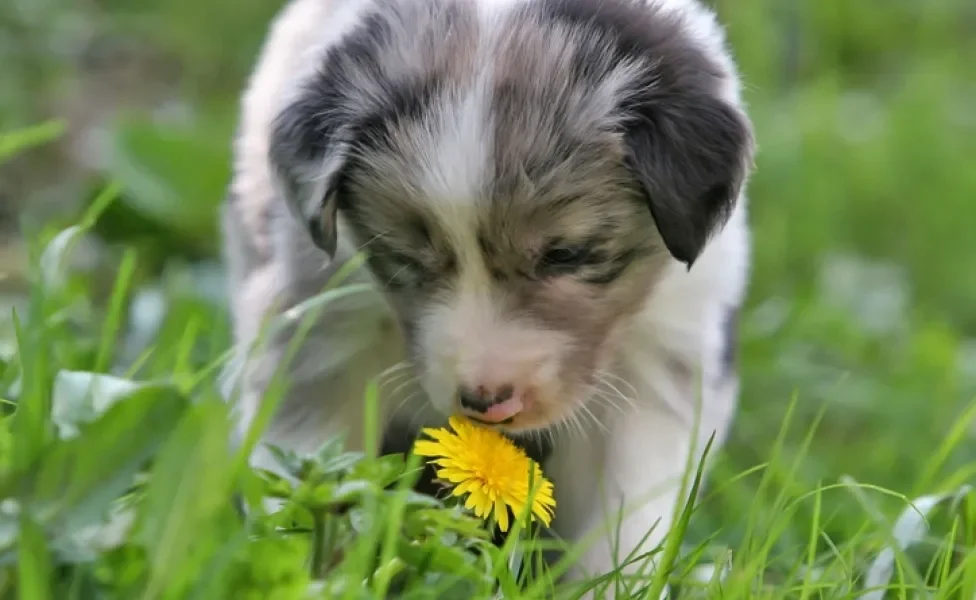 Border Collie cheirando flor amarela