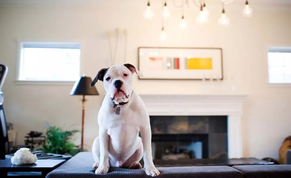 O American Bulldog é uma raça carente que vai seguir o tutor pela casa