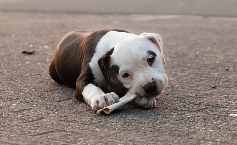 O Bulldog Americano filhote é de uma fofura sem tamanho!