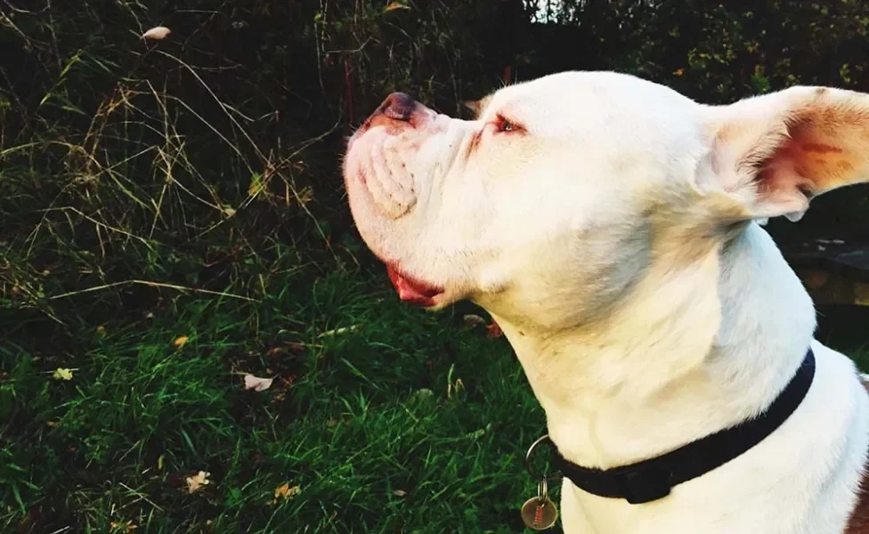 Bulldogue americano é uma raça inteligente e fiel