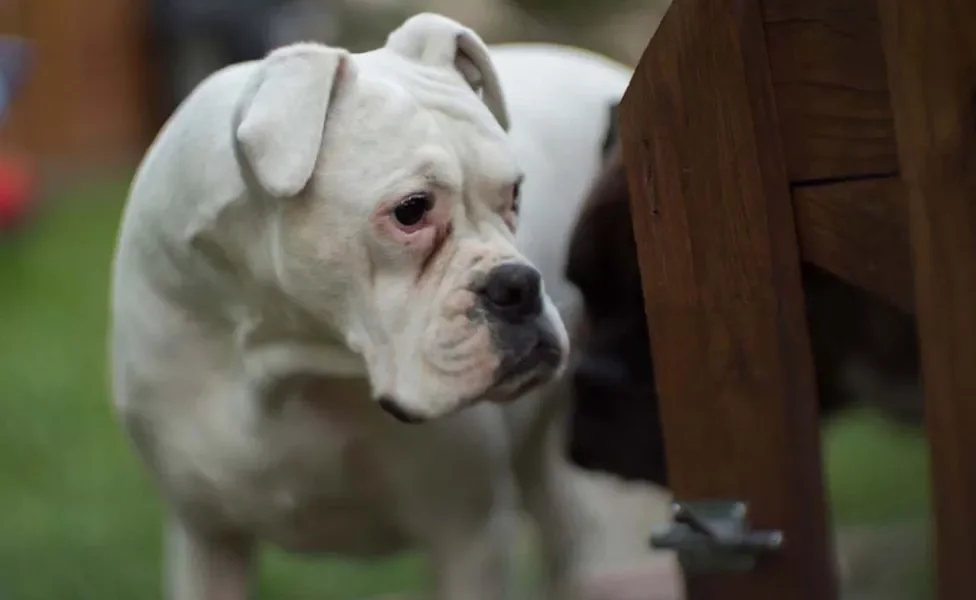 Bulldog: raça muitas vezes é confundida com o Pitbull