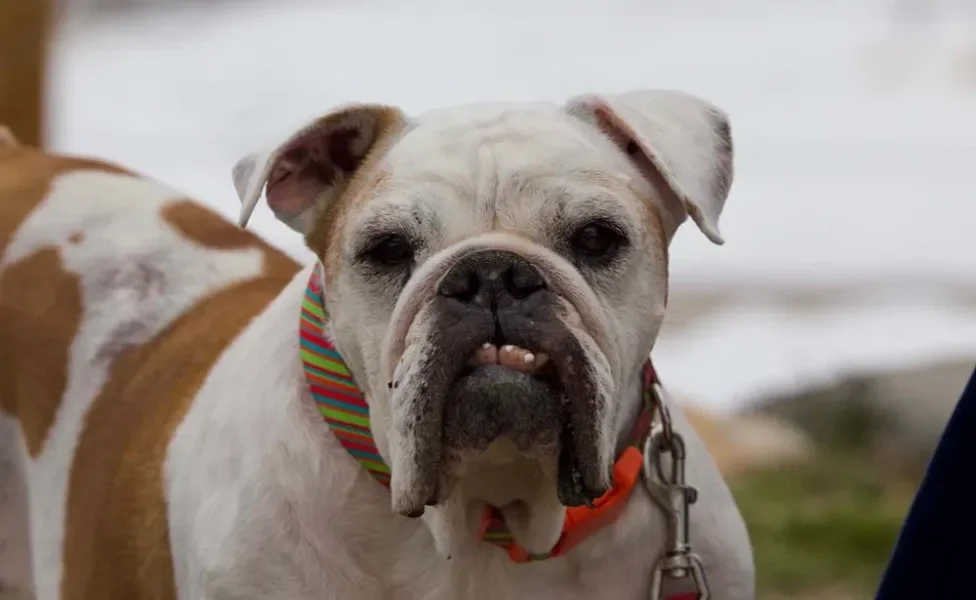 Carinha de bravo do Bulldog Americano pode enganar: são muito carinhosos!