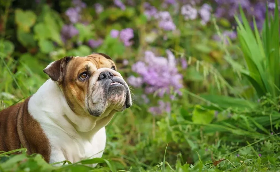 O Bulldog Americano é uma raça que não gosta de ficar sozinha