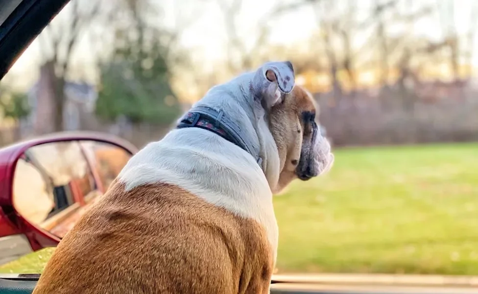 O Bulldog Americano pode ser um ótimo companheiro de viagem