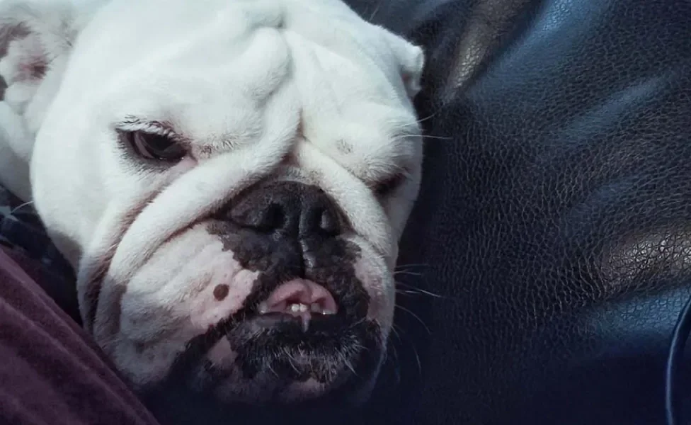 Raça Bulldog Americano é braquicefálica: tem o focinho curto