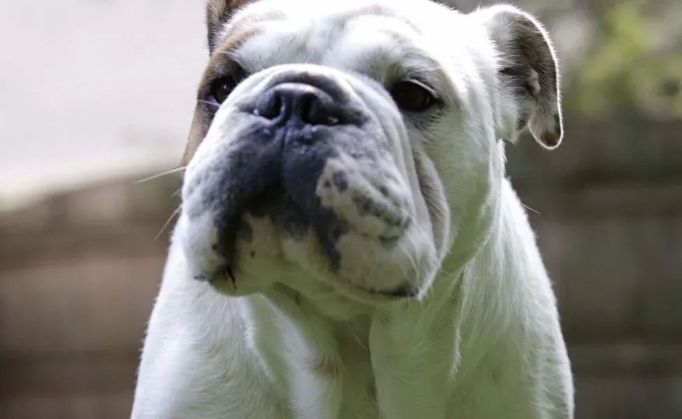 O Bulldog Americano é uma raça que possui muita força e destreza