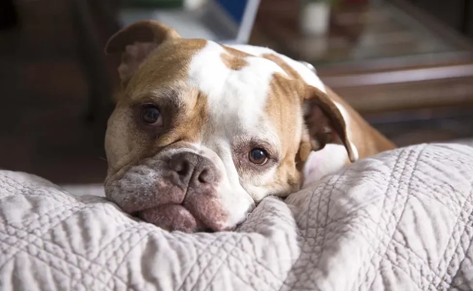 Raça Bulldog Americano veio dos Estados Unidos