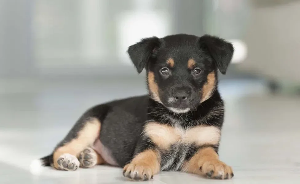 Rottweiler filhote deitado