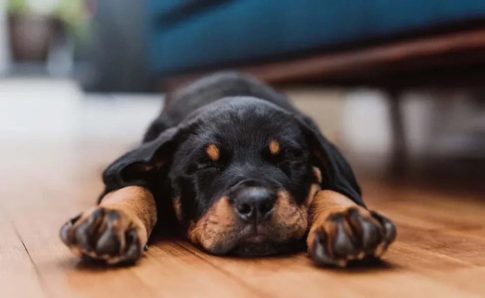 Rottweiler filhote dormindo