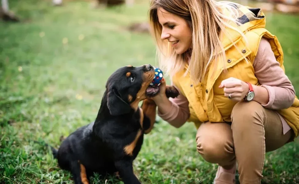 Rottweiler comendo na mão da dona