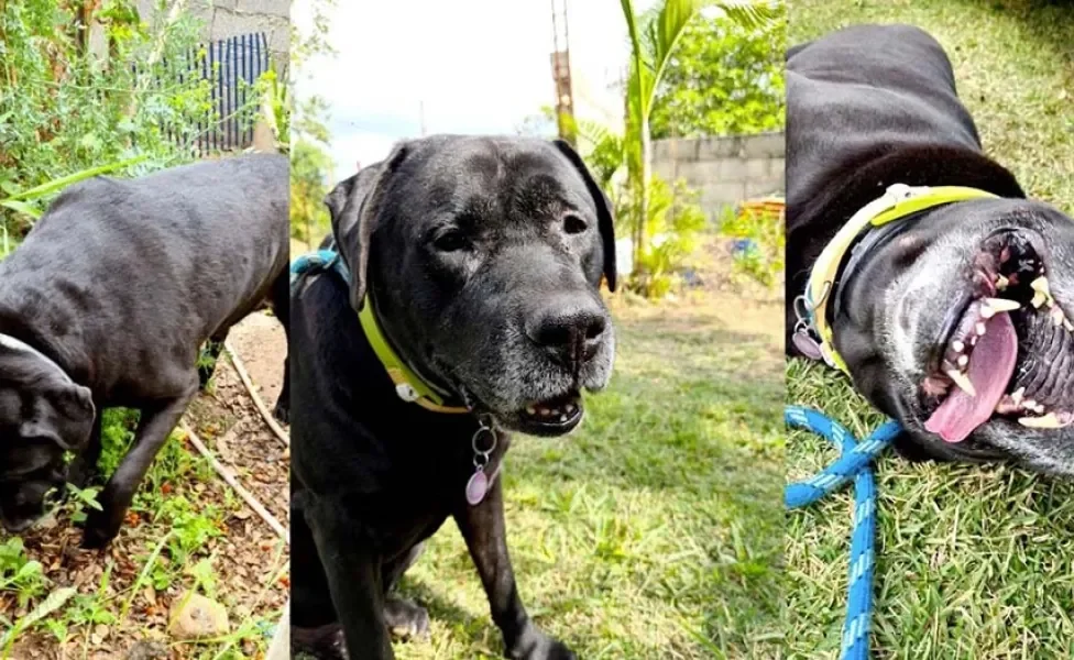 Wakko, do João Neto, são duas raças de cachorro misturadas: Labrador e Cane Corso