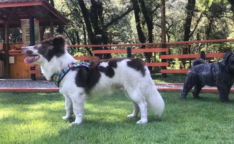 Mistura de raças: cachorrinho Théo, da Beatriz Santos, é um Border Collie de patas curtas