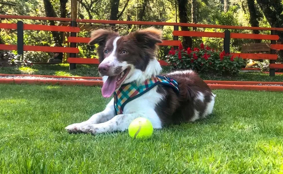 Mistura de raças: cachorrinho Théo, da Beatriz Santos, é um Border Collie de patas curtas