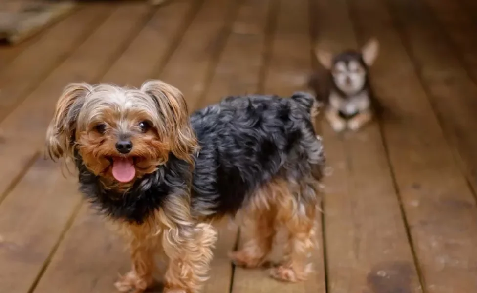 Yorkiepoo: Essa mistura de raças de cachorro é uma graça!