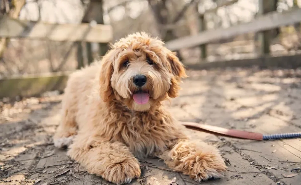 Labradoodle: Essa é uma famosa mistura de raças de cachorro