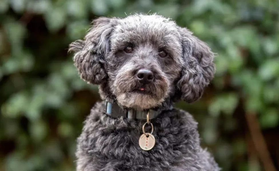 Schnoodle: Essa mistura de raça de raça de cachorro também é outra raridade