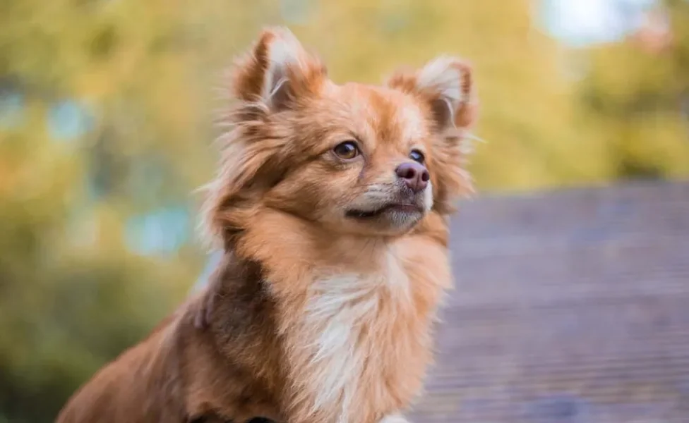 Pomchi: Raças de cachorro diferentes misturadas, dois pequeninos