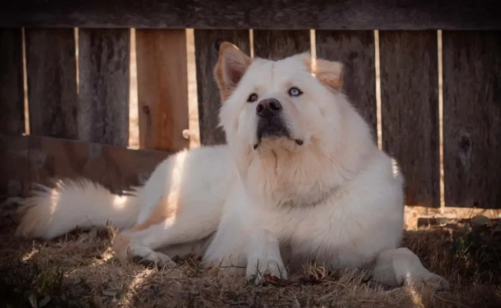 Chowsky: Mistura de raças de cachorro: Dois grandões reunidos!