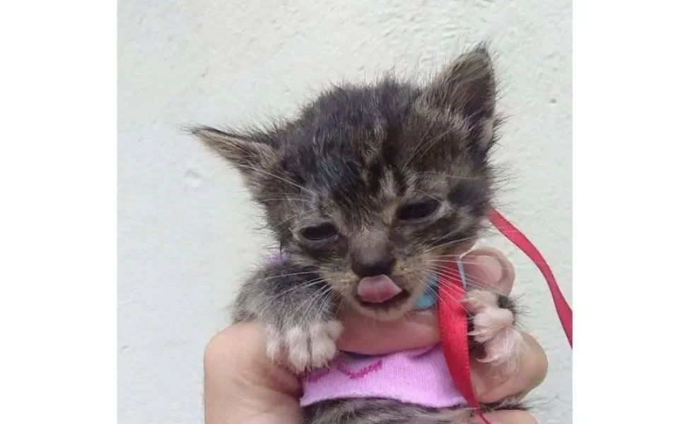 Gatinhos com a língua de fora já são fofos, mas um filhote é irresistível