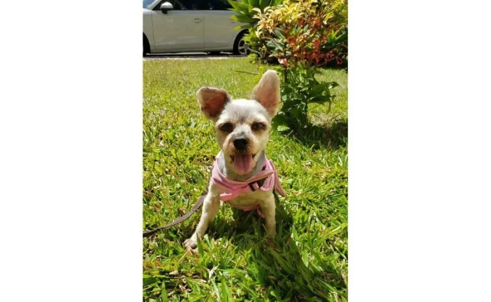 Depois de um passeio, a Babi quer mesmo é descansar com a linguinha de fora