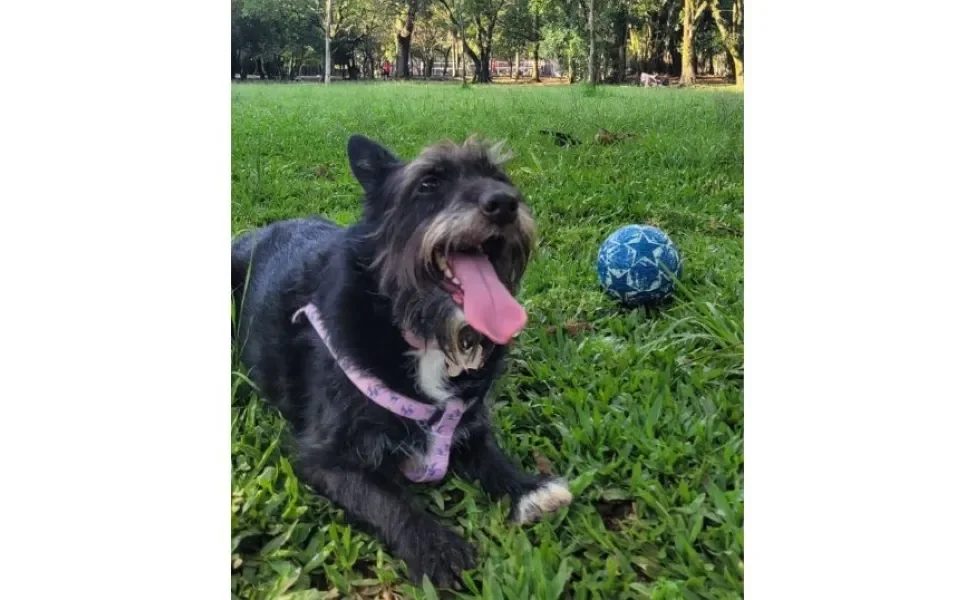 A Cacau é outra cachorrinha que fica super empolgada com os passeios